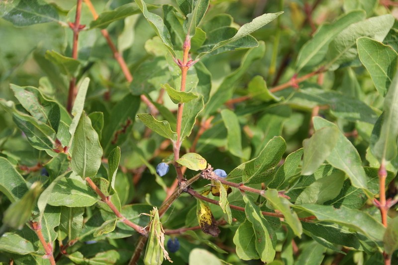 Lonicera buschiorum photo 8