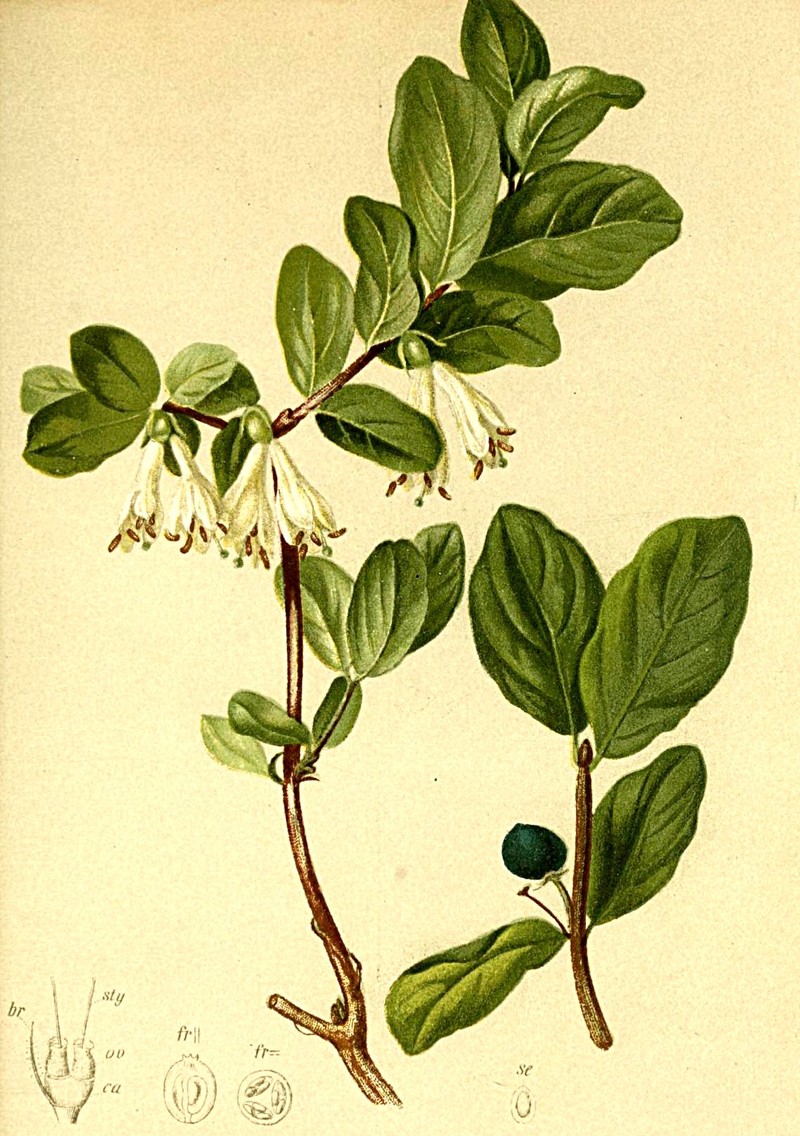 Sweetberry Honeysuckle photo 2
