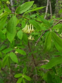 Sweetberry Honeysuckle