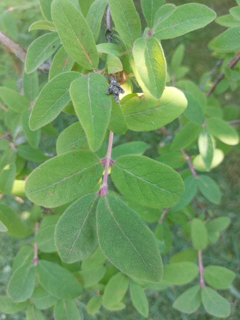 Sweetberry Honeysuckle photo 8
