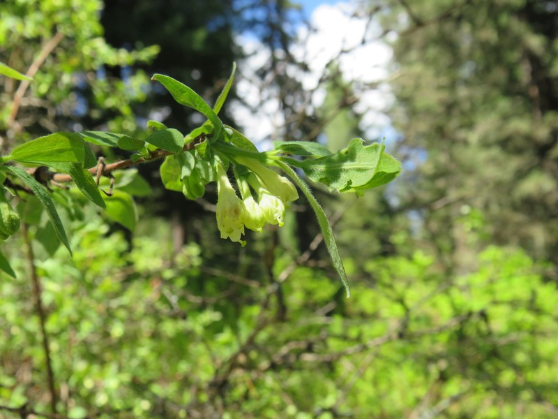 Lonicera caerulea subsp. altaica