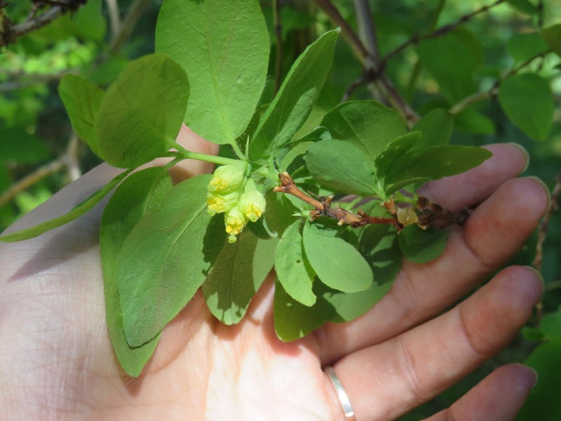 Lonicera caerulea subsp. altaica photo 2