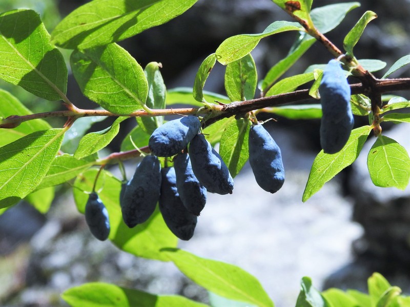 Lonicera caerulea subsp. altaica photo 3