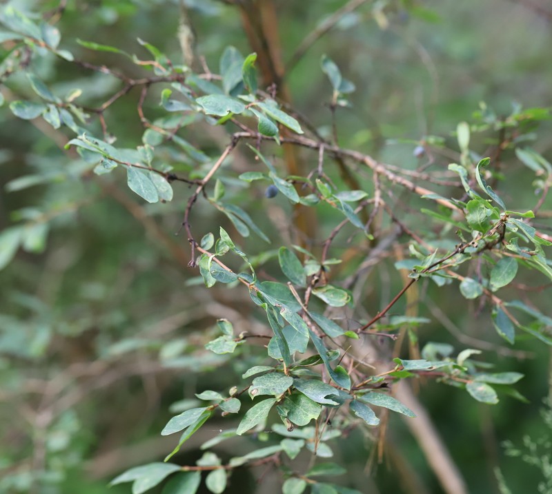 Lonicera caerulea subsp. altaica photo 4