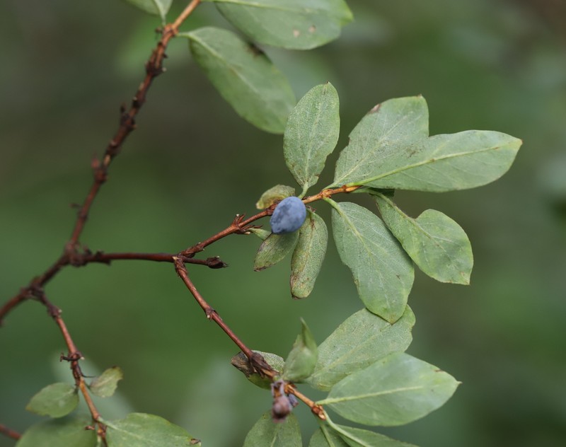 Lonicera caerulea subsp. altaica photo 5