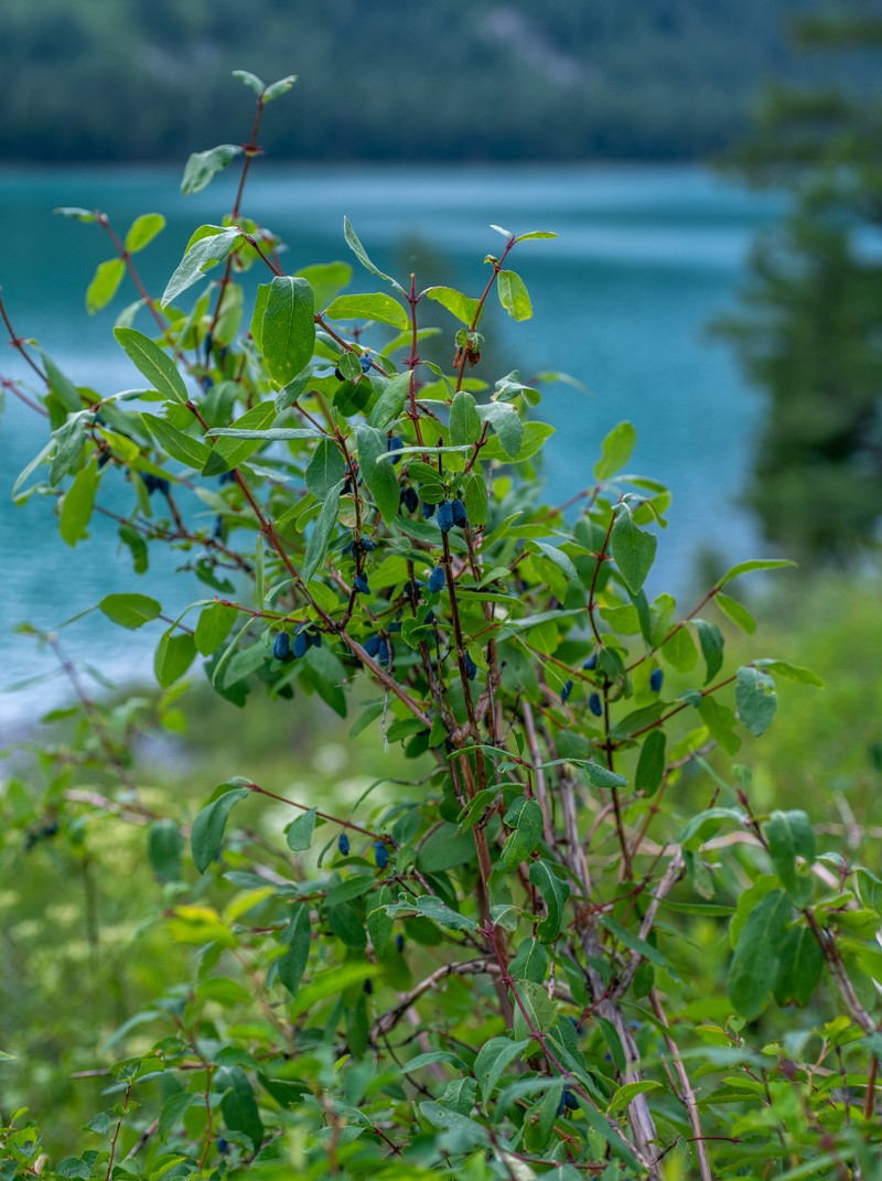 Lonicera caerulea subsp. altaica photo 6