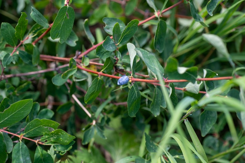 Lonicera caerulea subsp. altaica photo 7