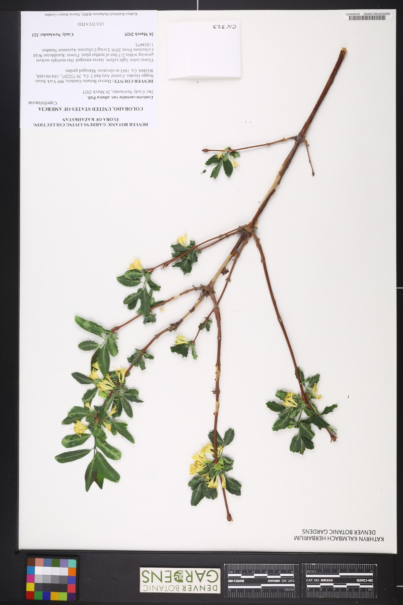 Lonicera caerulea subsp. altaica photo 8