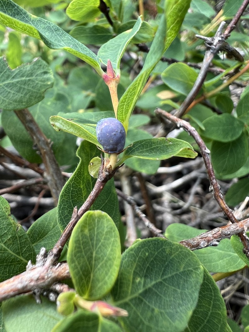 Lonicera caerulea subsp. borbasiana