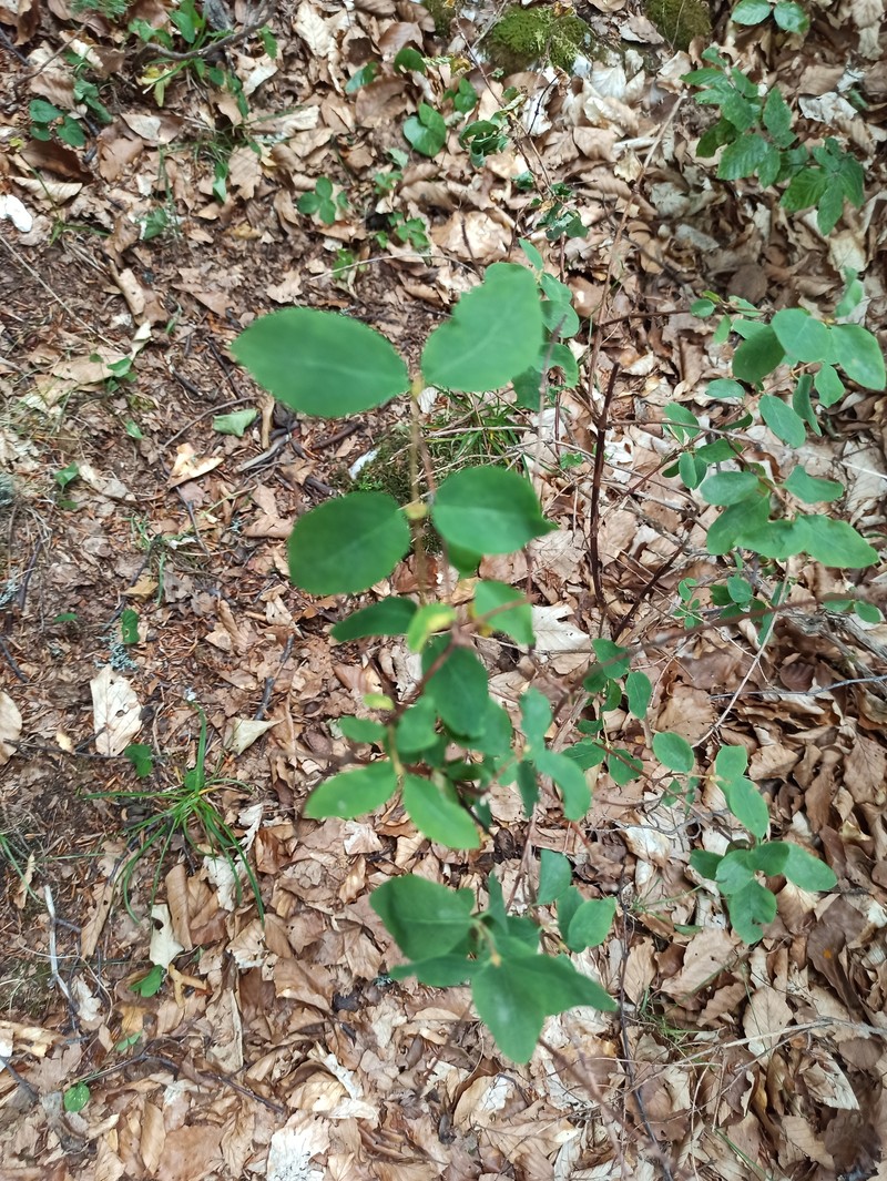 Lonicera caerulea subsp. borbasiana photo 2