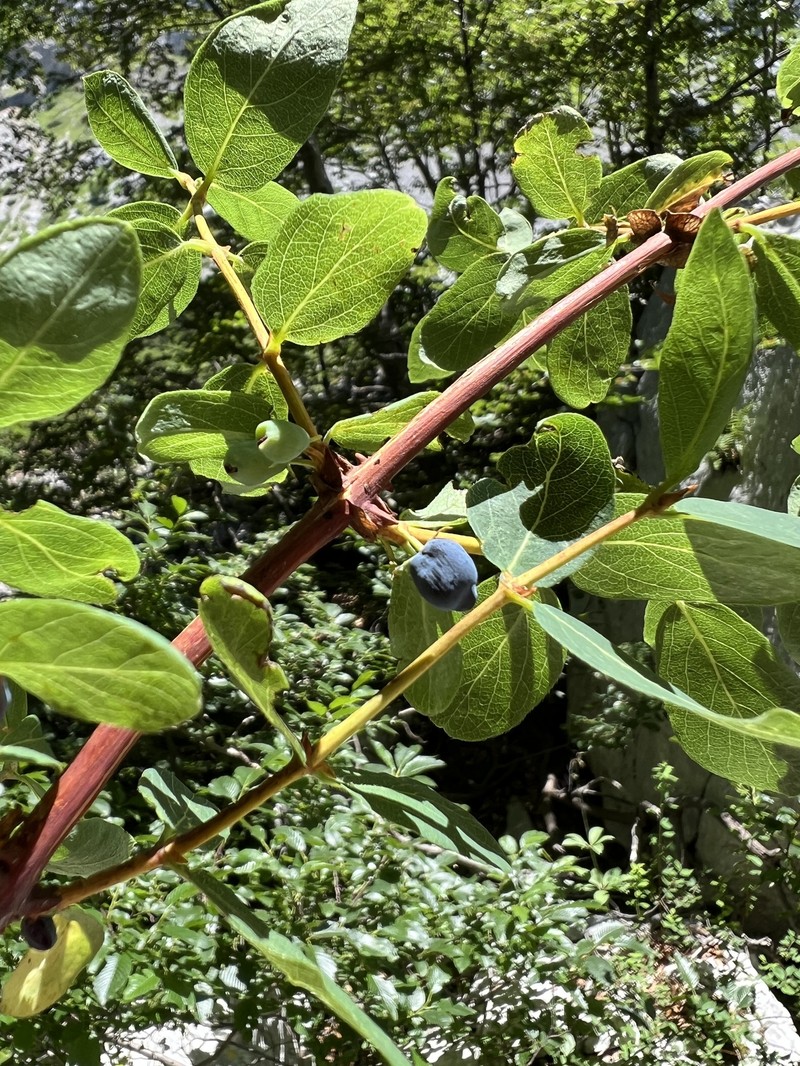 Lonicera caerulea subsp. borbasiana photo 3