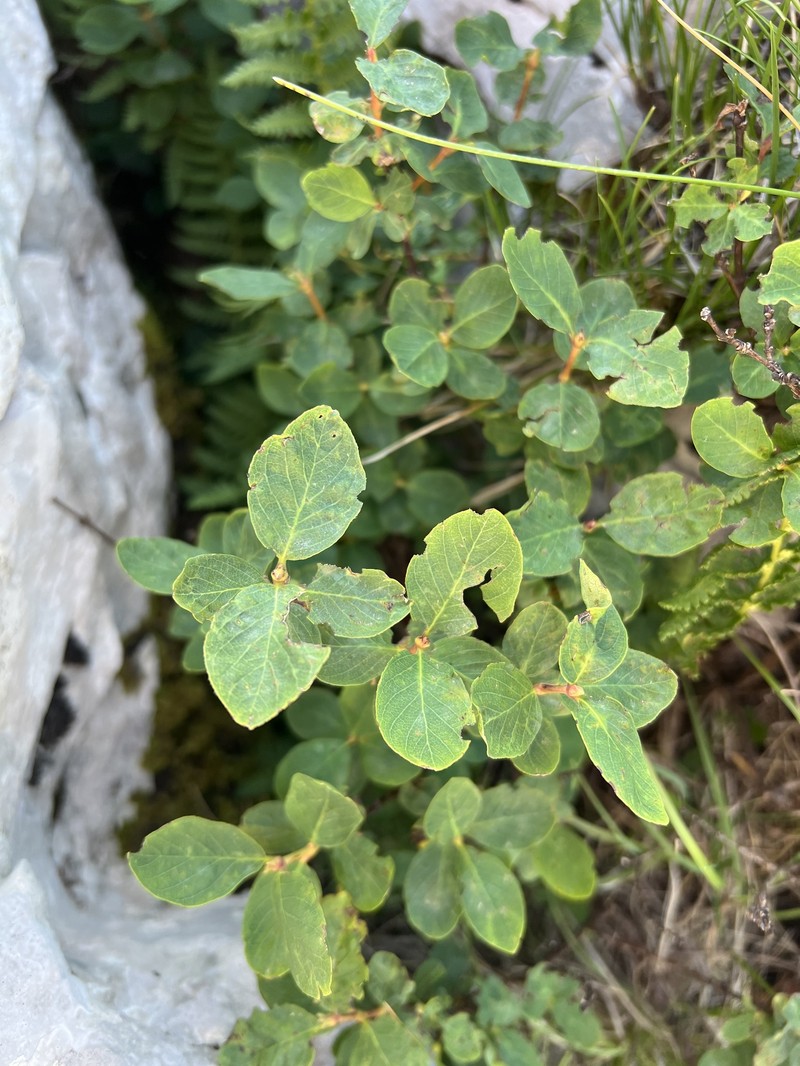 Lonicera caerulea subsp. borbasiana photo 4