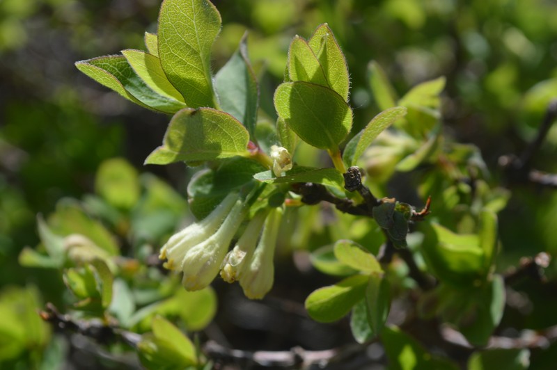 Lonicera caerulea subsp. borbasiana photo 5