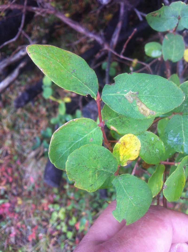 Lonicera caerulea subsp. borbasiana photo 6