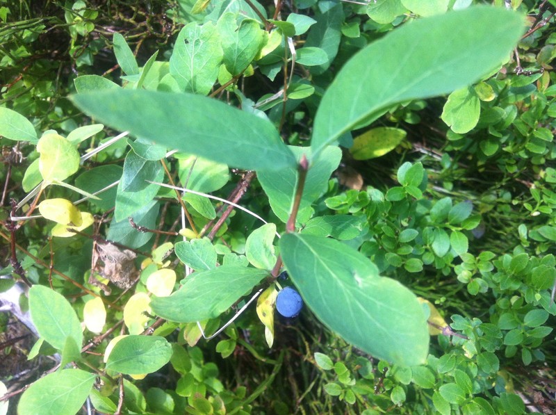 Lonicera caerulea subsp. borbasiana photo 7