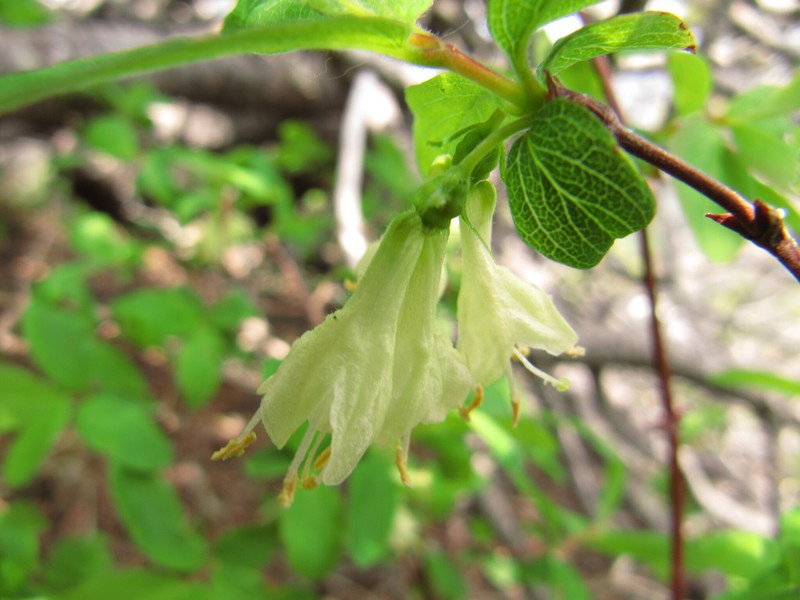 Lonicera caerulea subsp. borbasiana photo 8
