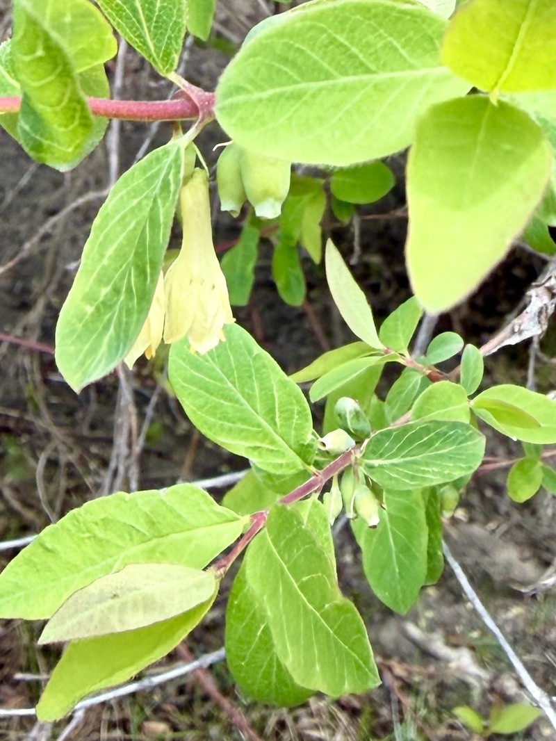 Blue-Fly Honeysuckle photo 4