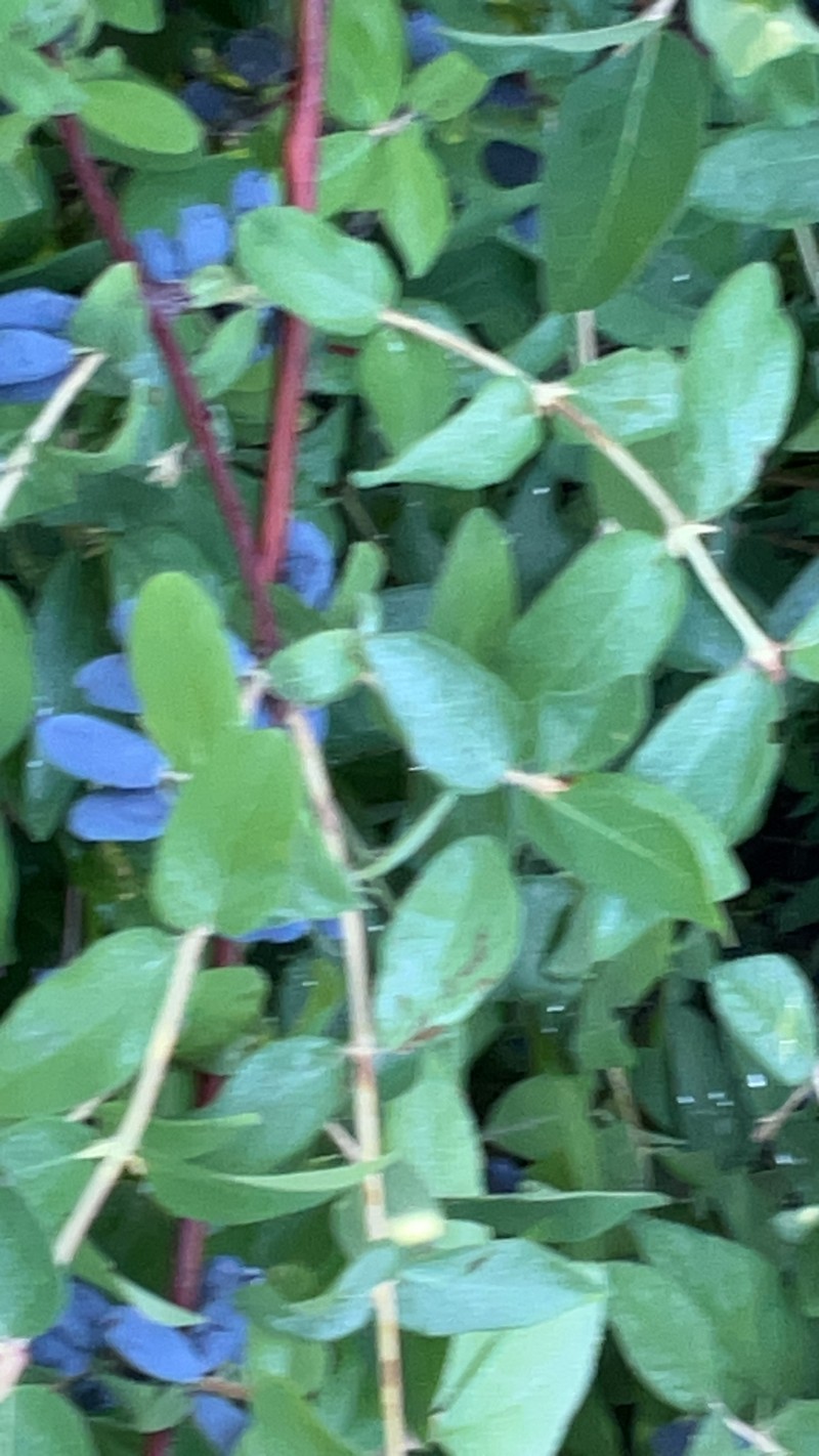 Blue-Fly Honeysuckle photo 7