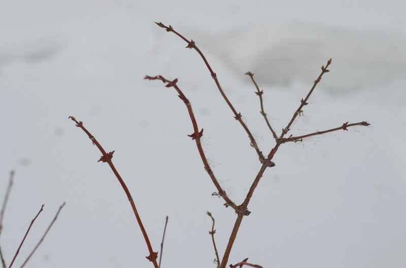 Lonicera caerulea subsp. pallasii