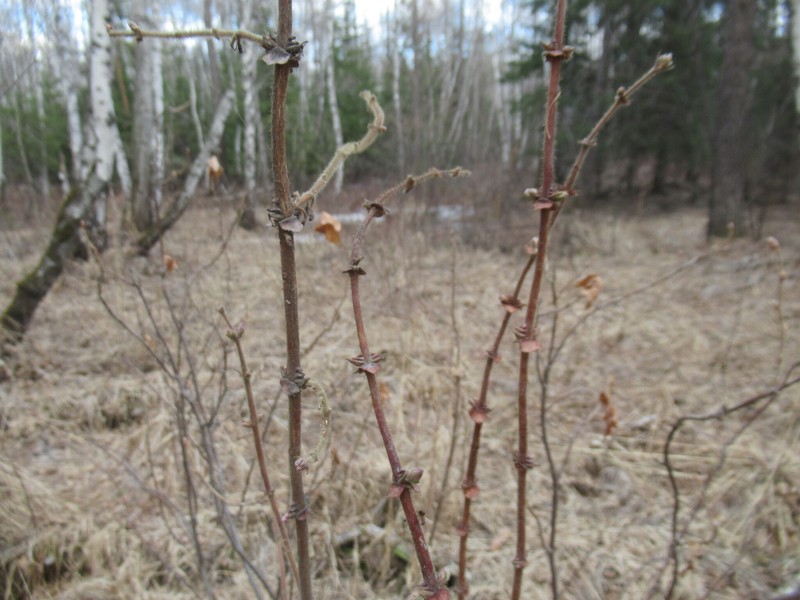 Lonicera caerulea subsp. pallasii photo 2