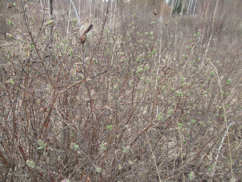 Lonicera caerulea subsp. pallasii photo 3