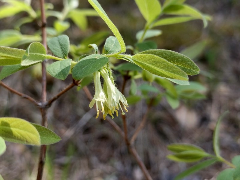 Lonicera caerulea subsp. pallasii photo 4