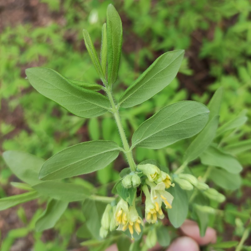 Lonicera caerulea subsp. pallasii photo 5