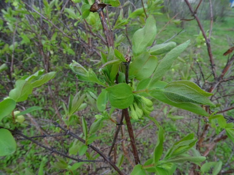 Lonicera caerulea subsp. pallasii photo 6