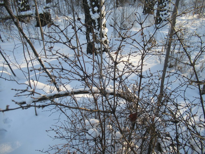 Lonicera caerulea subsp. pallasii photo 7