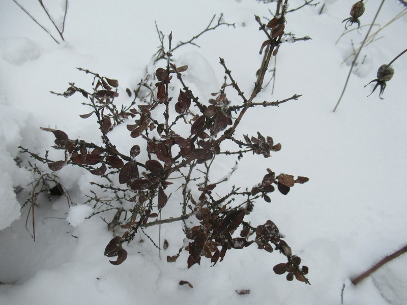 Lonicera caerulea subsp. pallasii photo 8