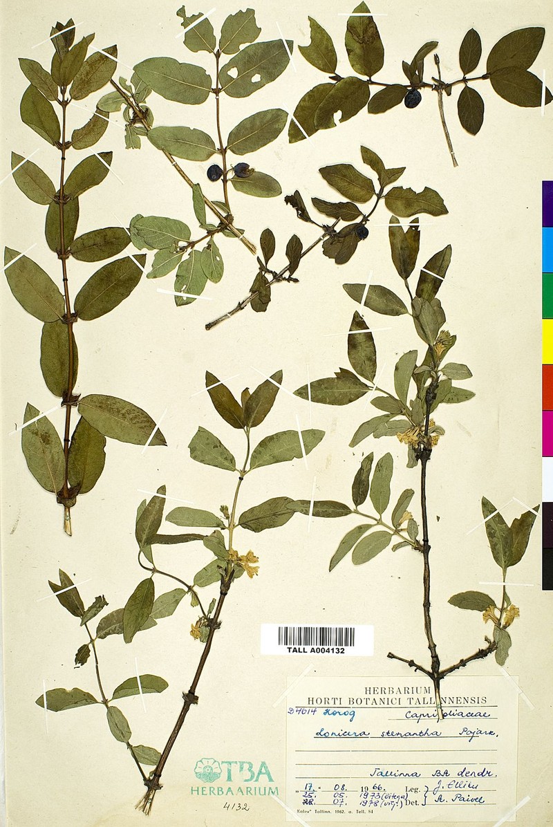 Lonicera caerulea subsp. stenantha