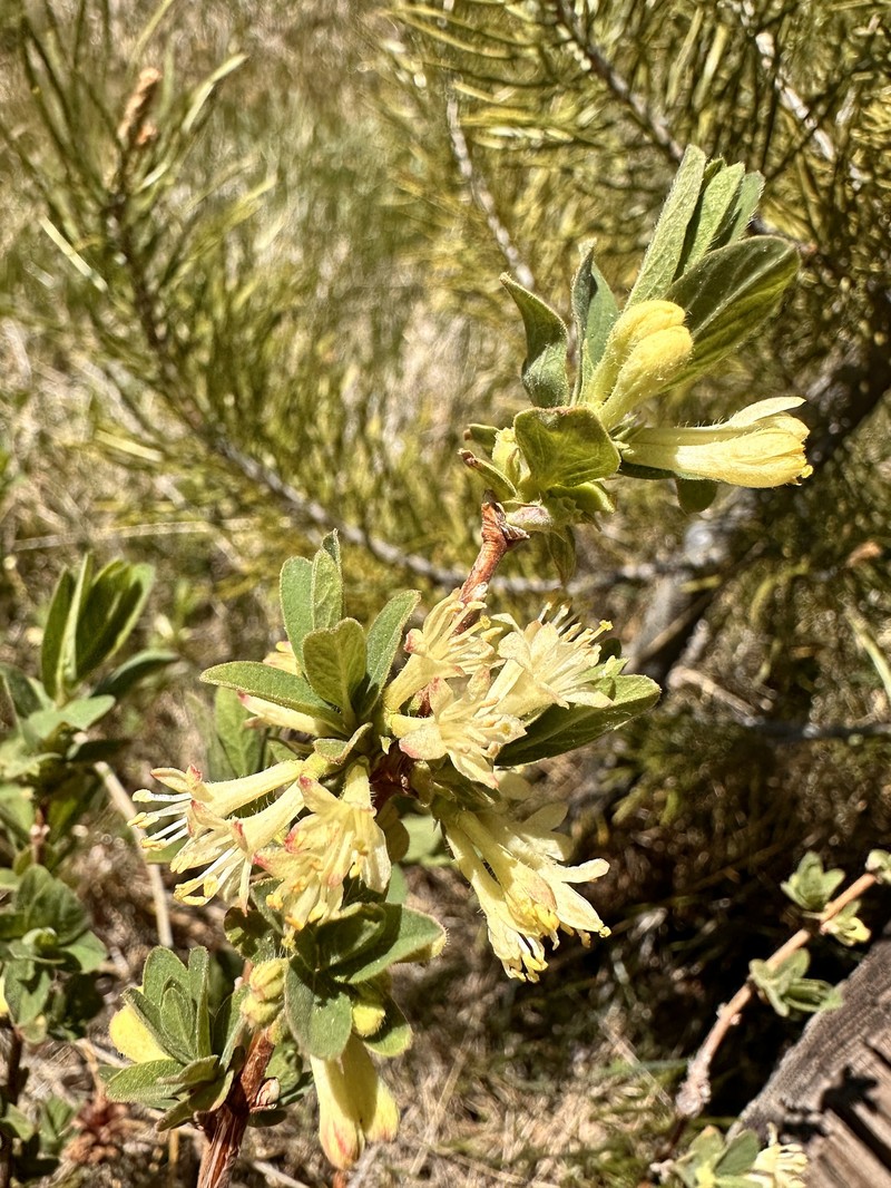 Lonicera caerulea var. cauriana