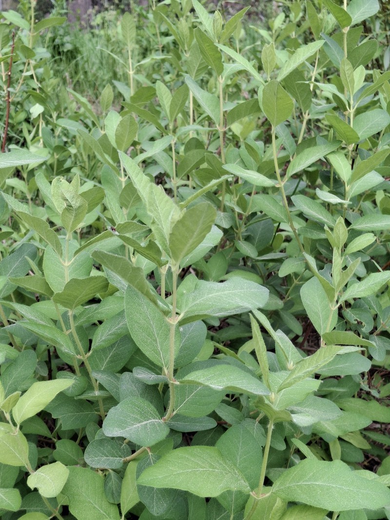 Lonicera caerulea var. cauriana photo 2