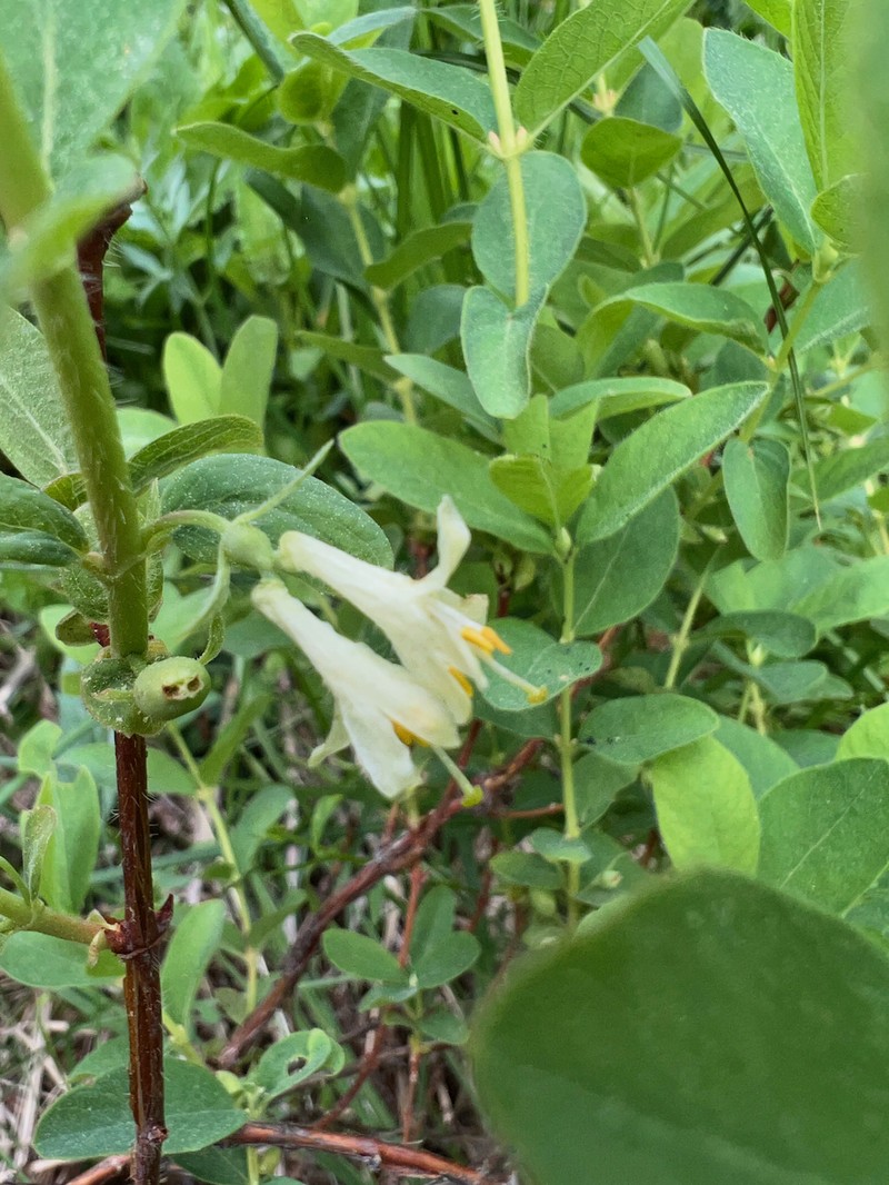 Lonicera caerulea var. cauriana photo 3
