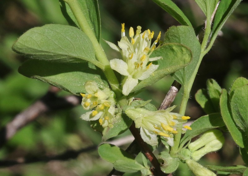Lonicera caerulea var. cauriana photo 5