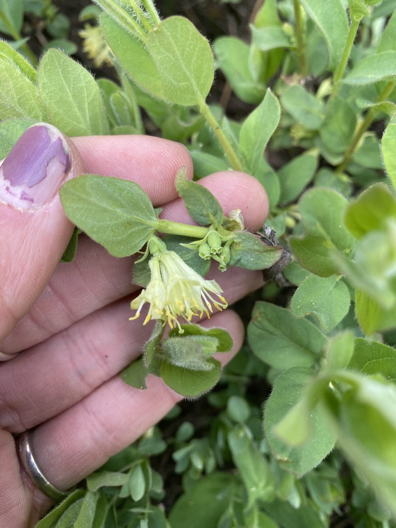 Lonicera caerulea var. cauriana photo 6