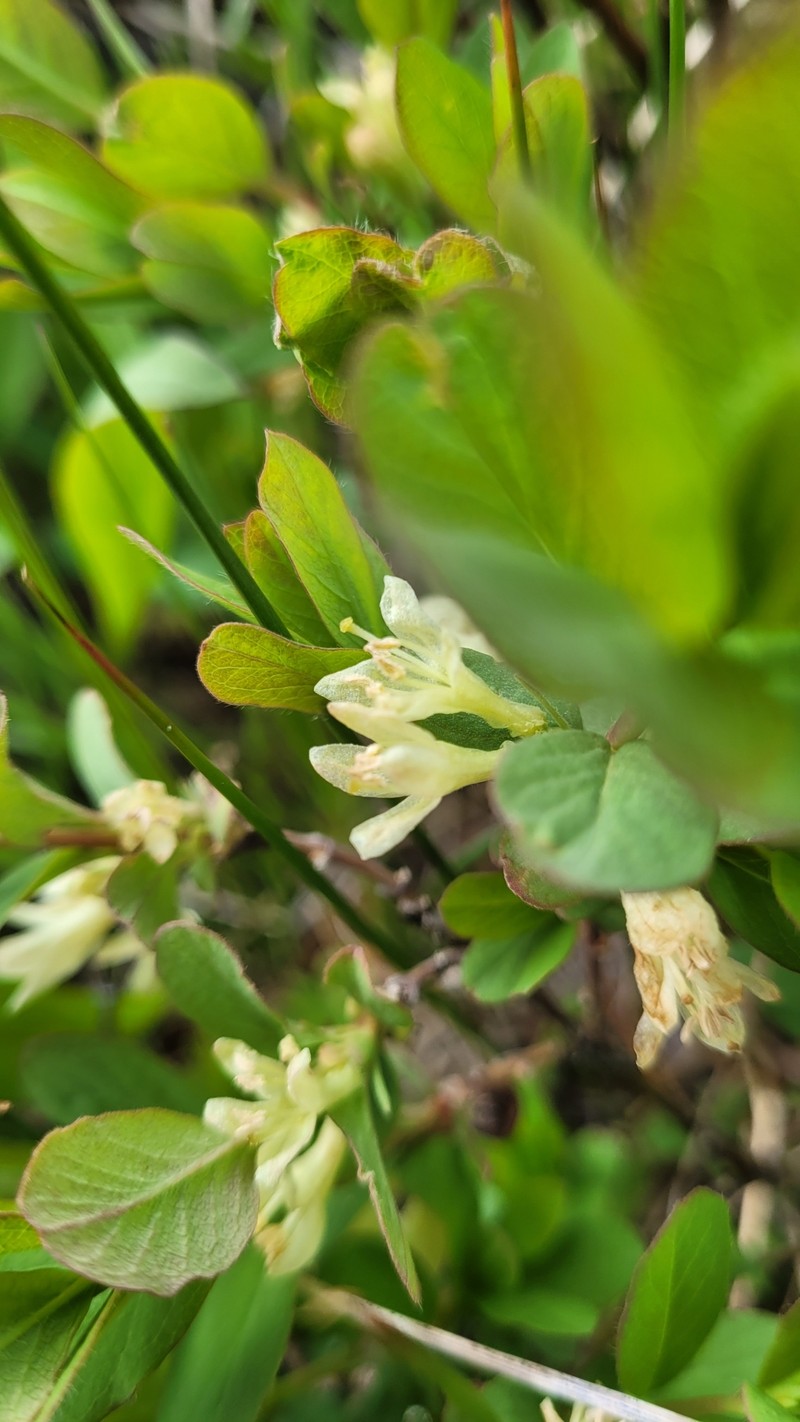 Lonicera caerulea var. cauriana photo 7