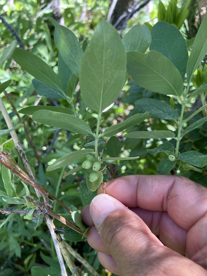 Lonicera caerulea var. cauriana photo 8