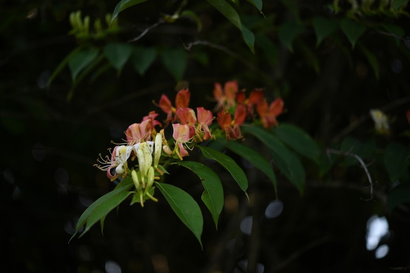 Lonicera calcarata