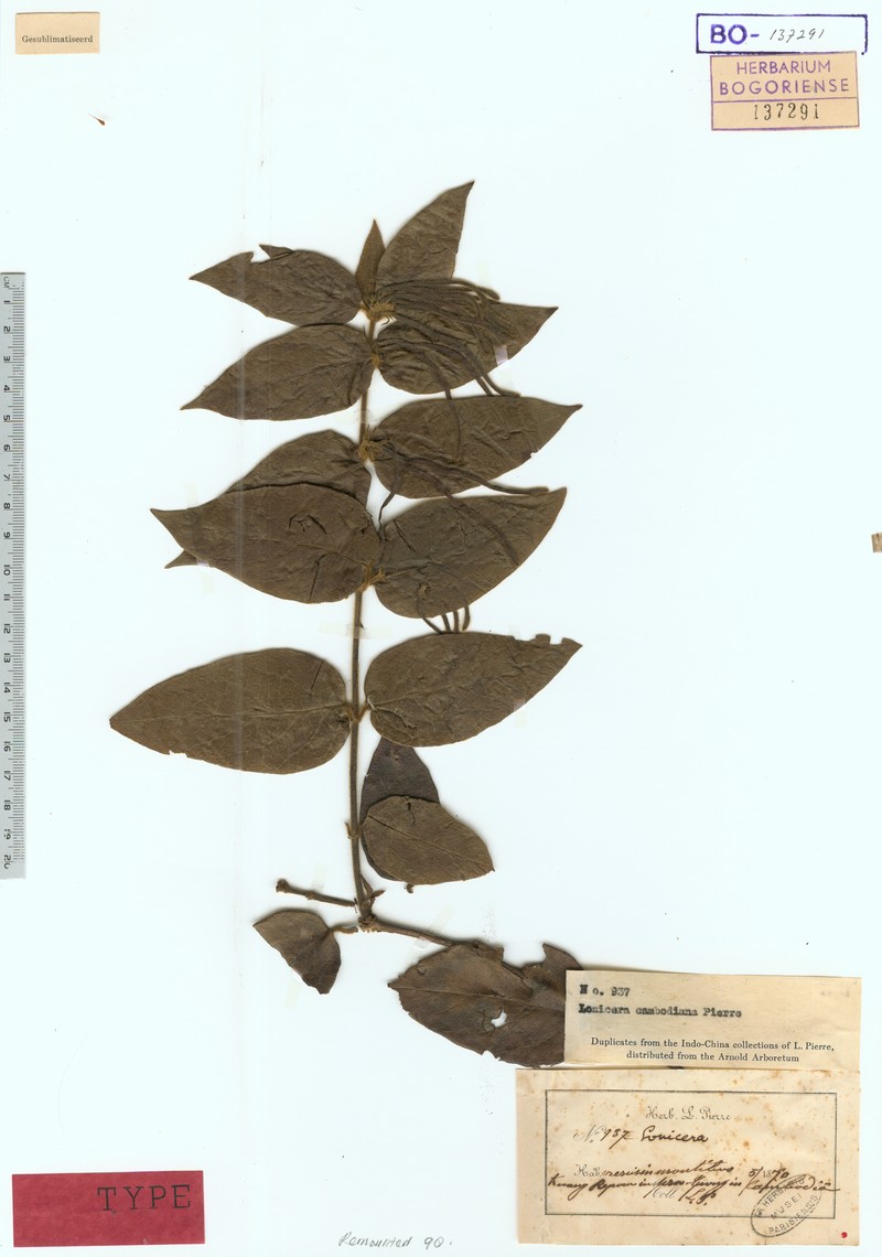 Lonicera cambodiana