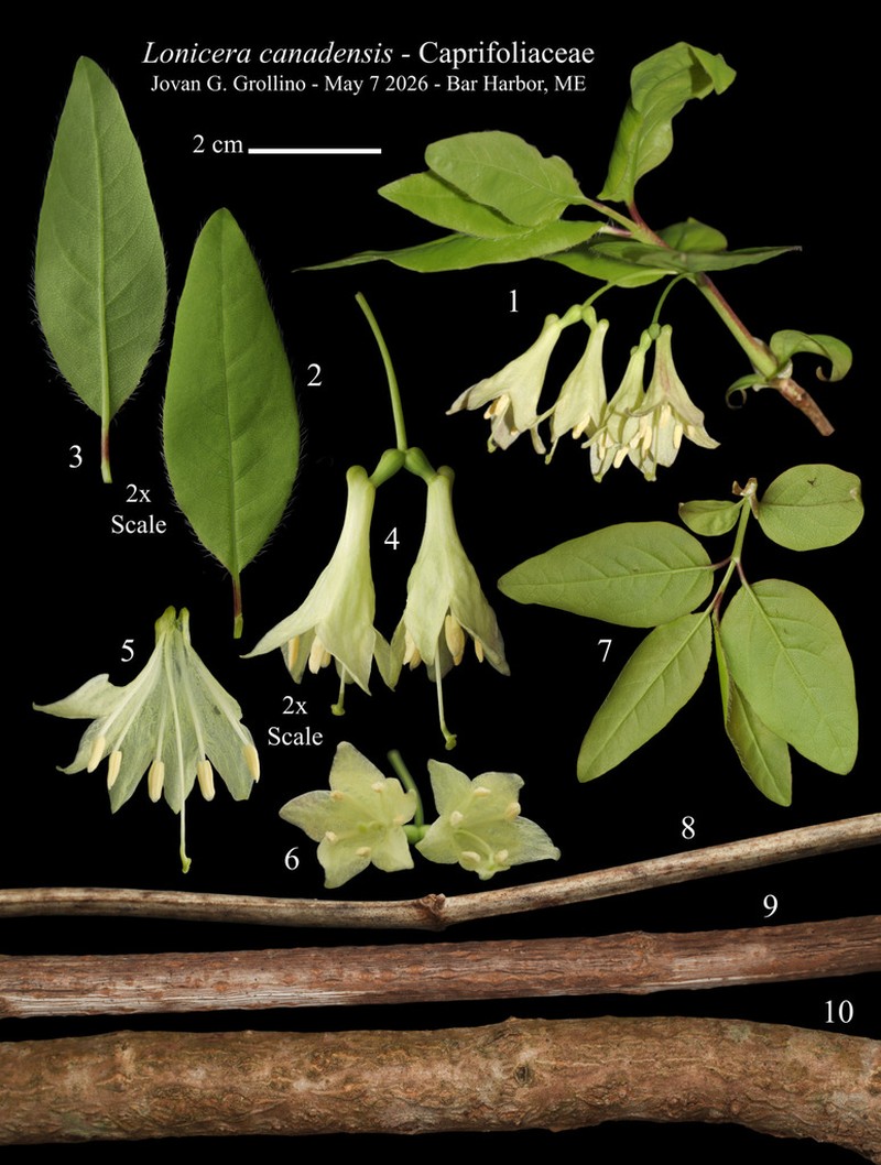 American Fly Honeysuckle