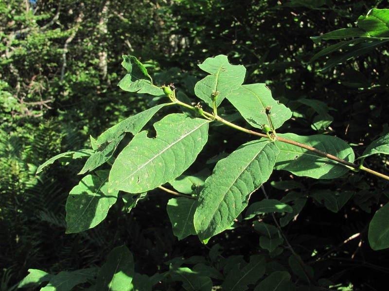 Lonicera caucasica