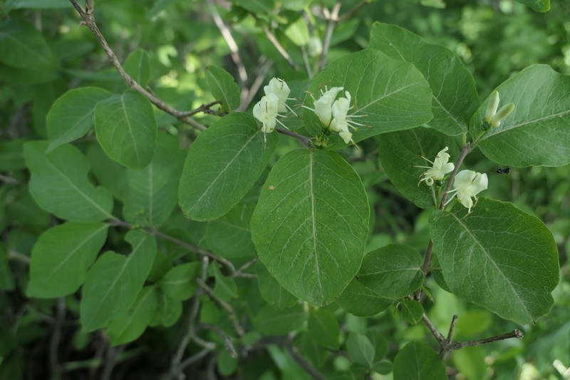 Lonicera caucasica photo 2