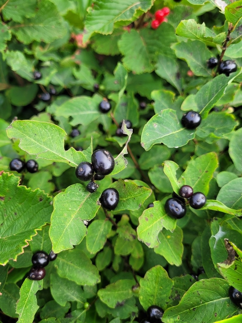 Lonicera caucasica photo 3