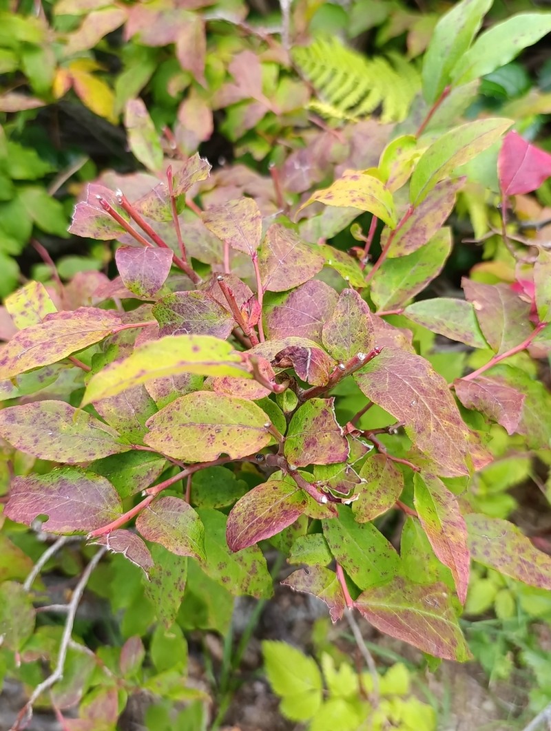 Lonicera caucasica photo 4