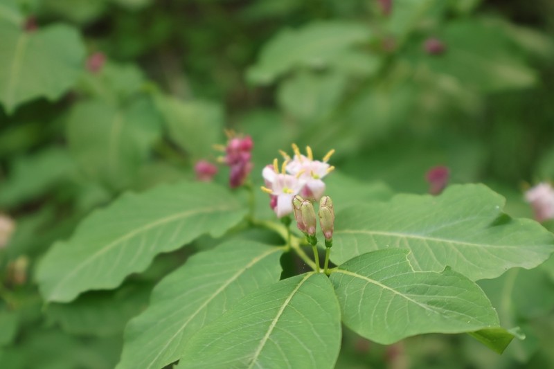 Lonicera caucasica photo 5