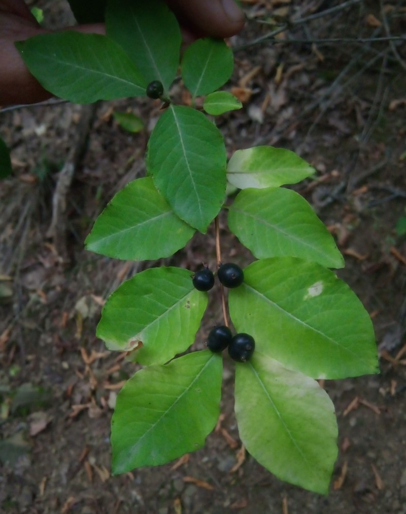 Lonicera caucasica photo 6