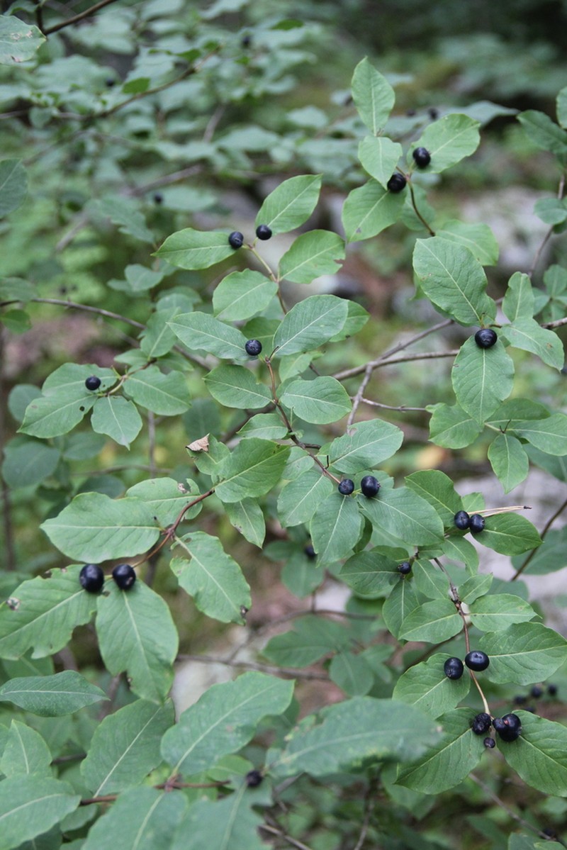 Lonicera caucasica photo 7