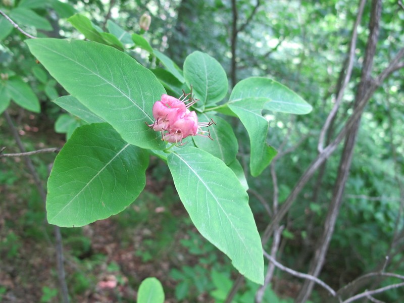 Lonicera caucasica photo 8