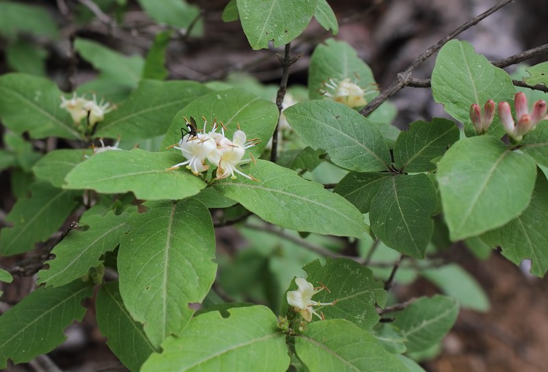 Lonicera caucasica subsp. orientalis